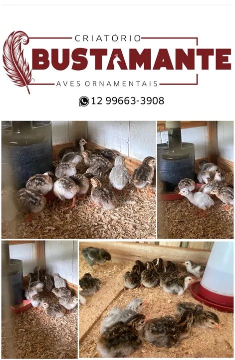 Galinha D'Angola - Criatório Bustamante