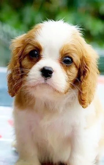 Cavalier King Charles Spaniel - Macho !!