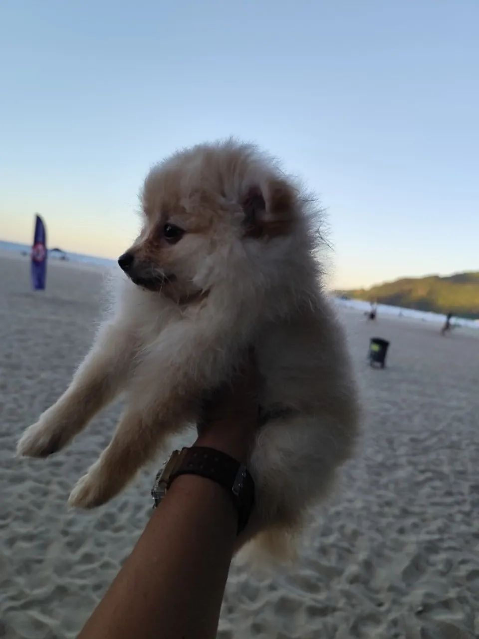 Lulu da Pomerânia mini-anão  - Foto 5