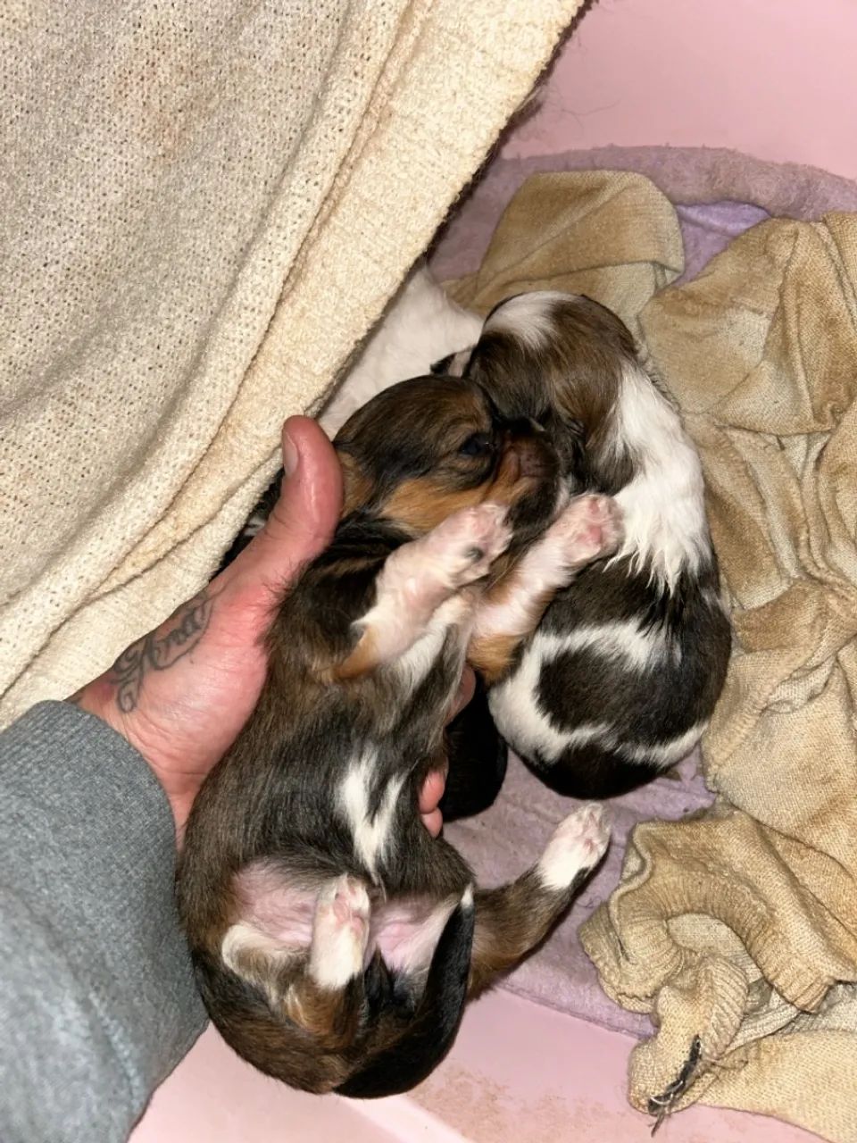 Filhote Shih Tzu Disponível - Foto 4