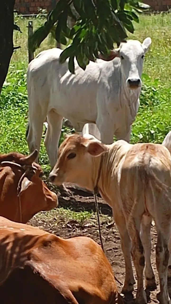 Boi pra Cria em engorda  - Foto 3