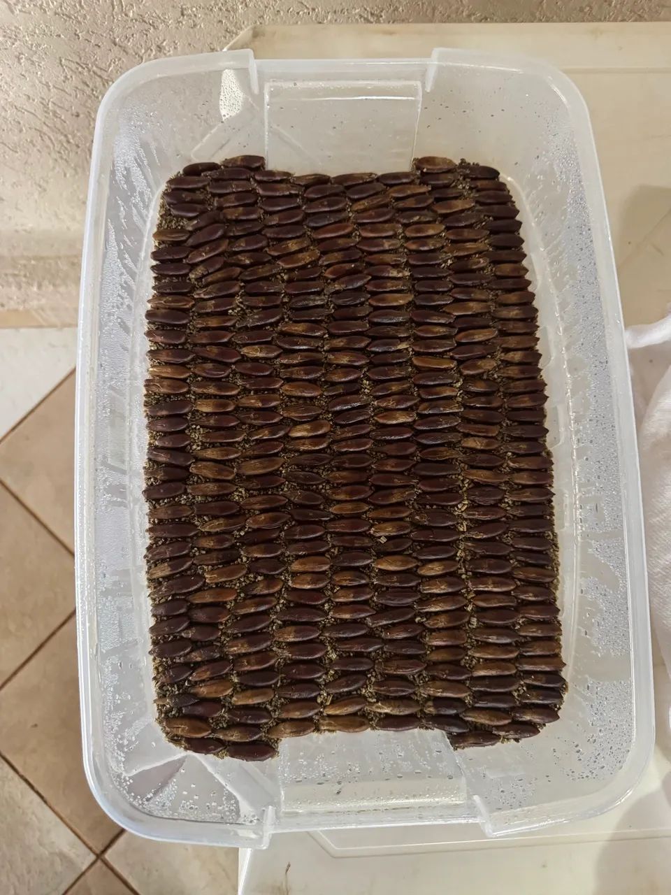 Sementes de tamareira dactylifera medjool (sementes importadas) - matrizes importadas  - Foto 3