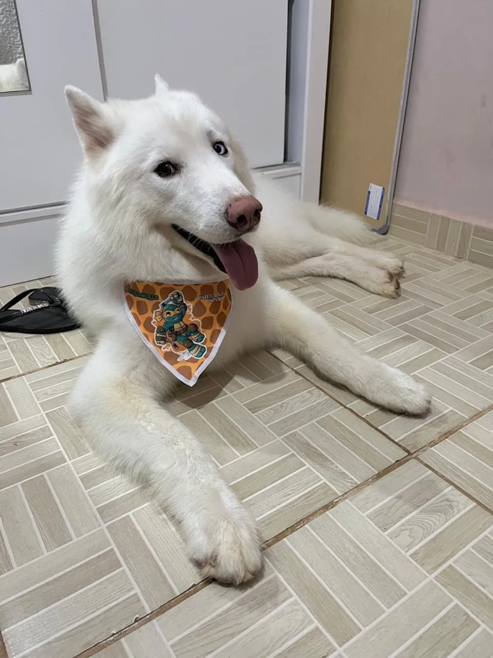 Procura- se namorada para meu husky siberiano