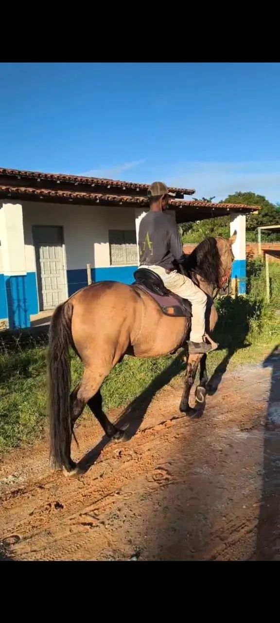 Cavalo Baio de Picado  - Foto 6