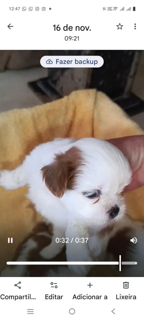 Até 10 x no Cartão de crédito. Filhotes de Shitzus puros machos e fêmeas.  - Foto 6