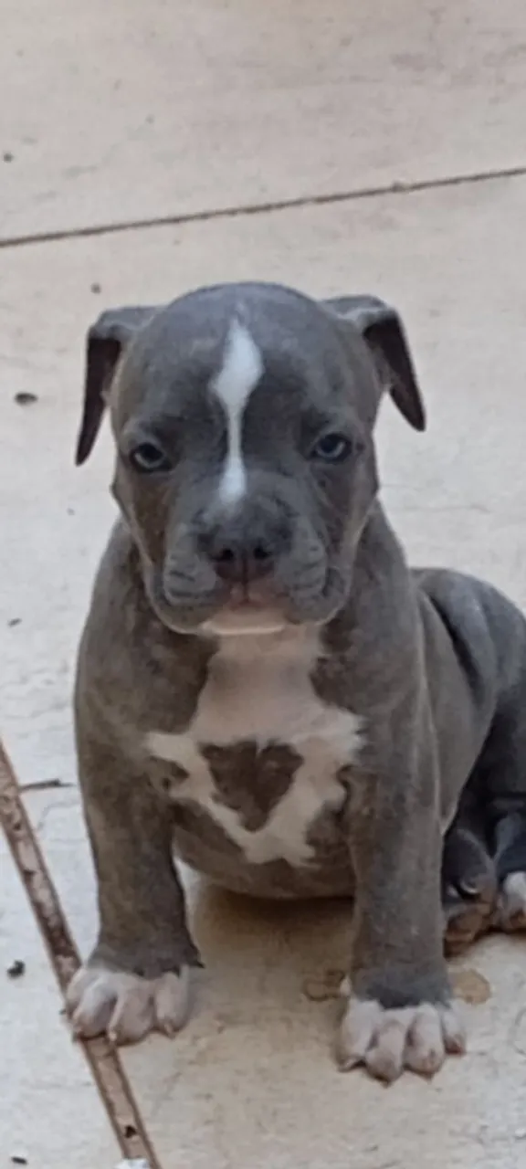 Filhote de Pitbull Americano