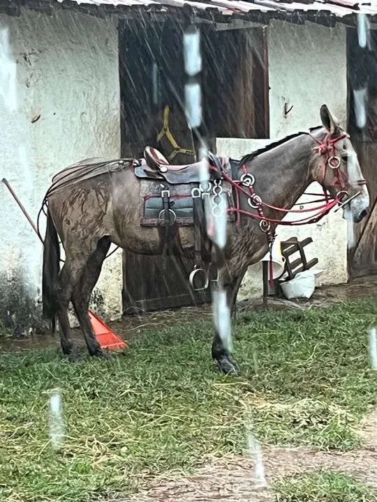 mula mansa de patrão  - Foto 4
