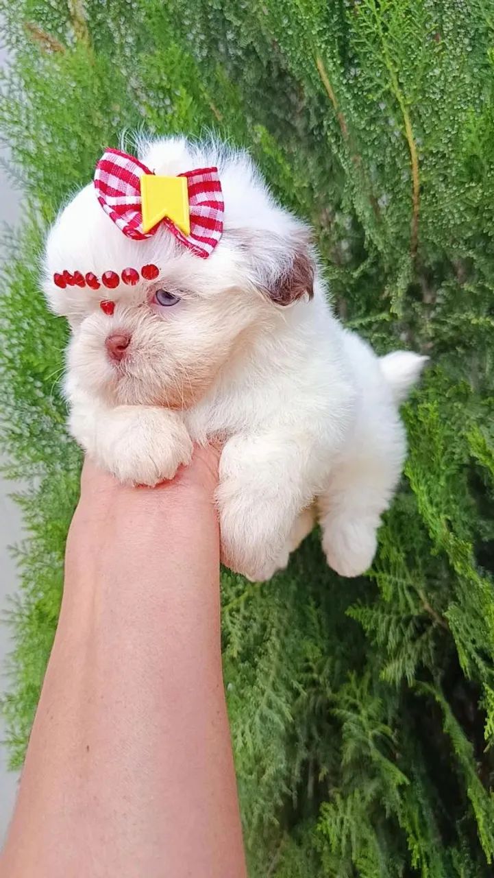 Filhote Shih Tzu fêmea, puro e charmoso! - Foto 4