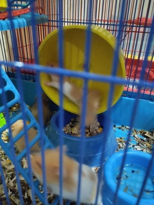 Hamister macho e femia