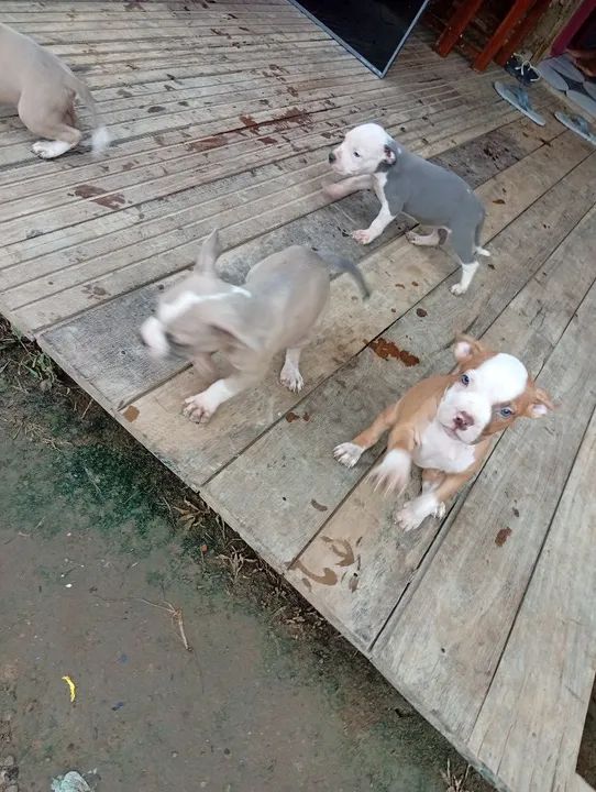 Vendo três filhotes de Pitbull todos são macho  foto do pai e mãeano no privado  - Foto 3