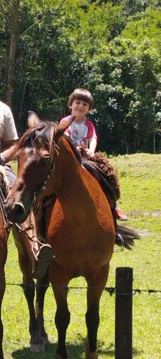 Cavalo para venda