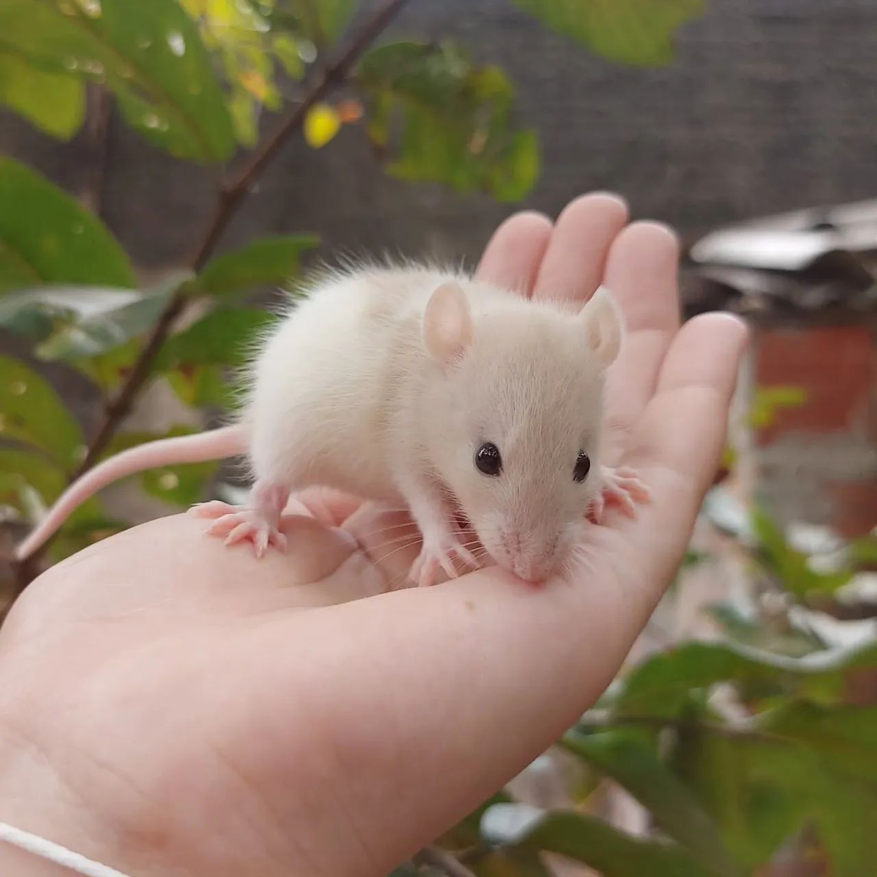 Camundogos e twister disponível 