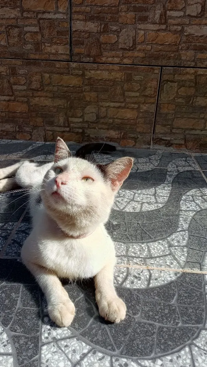 Gato educado e dócil