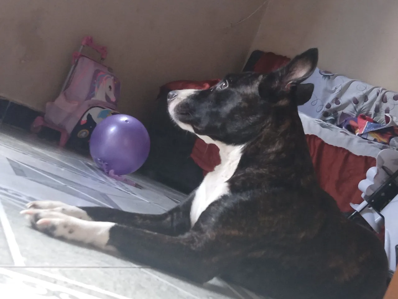 Cão adorável para adoção
