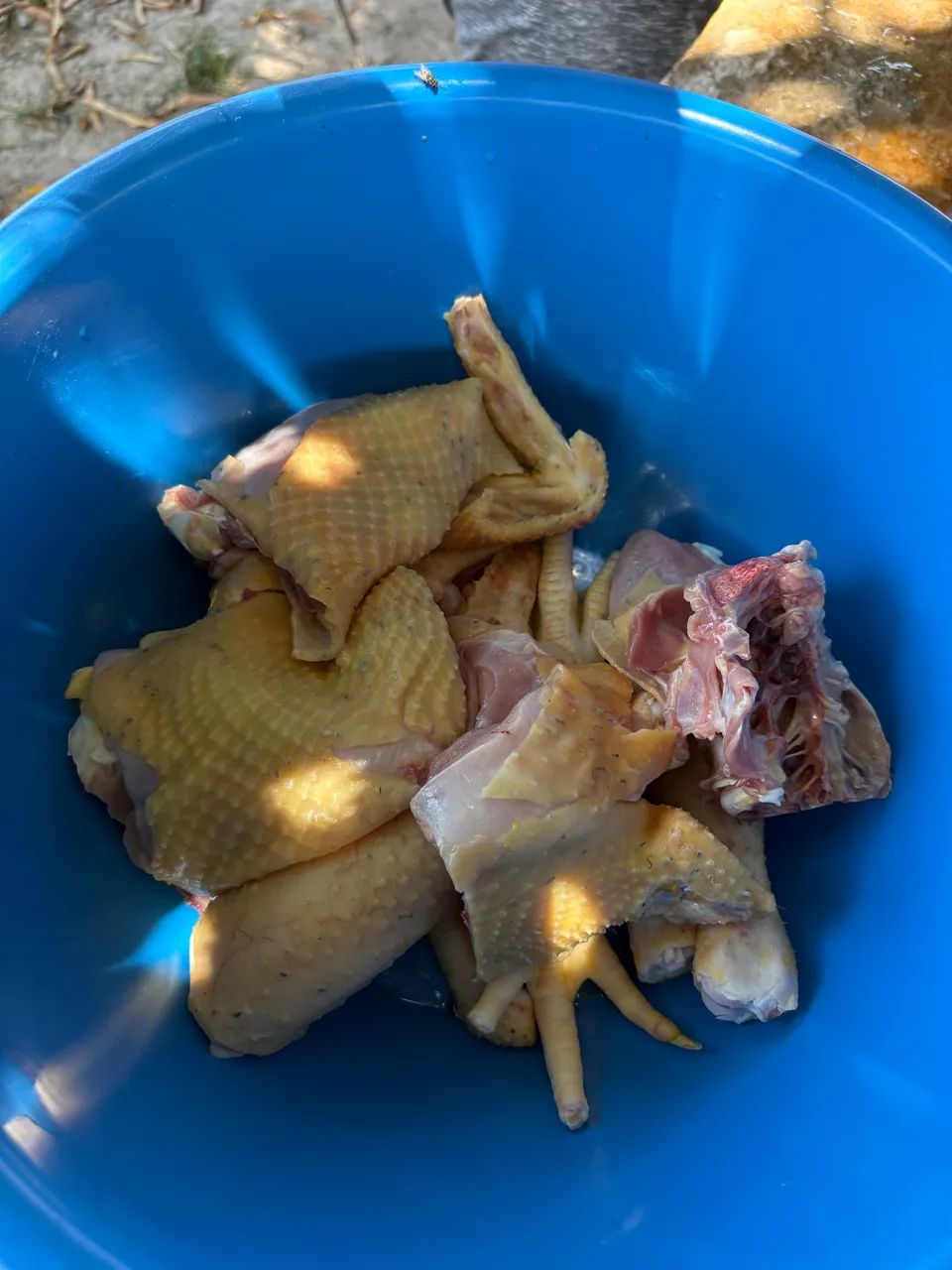 Galinha Caipira - Foto 3