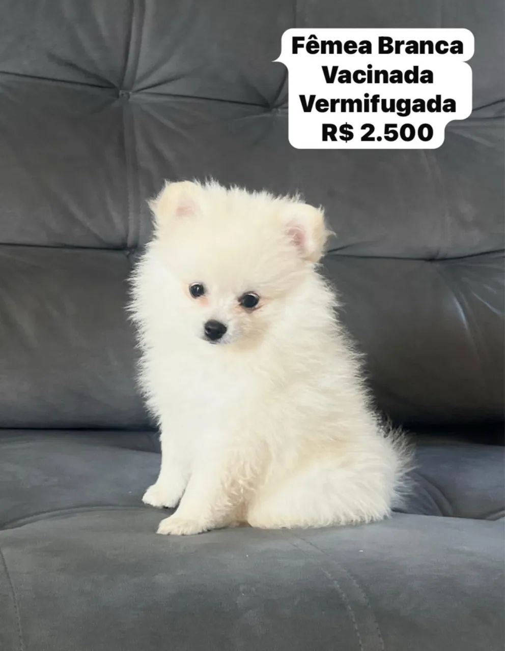 Fêmea de Spitz Alemão - Branca, 45 dias