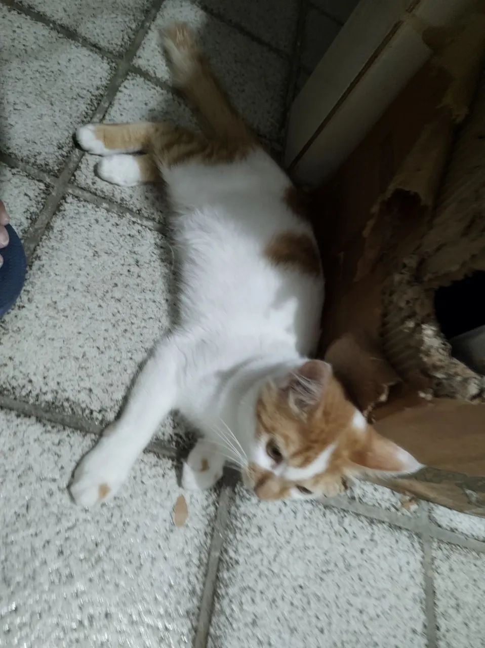 Gatinha Dengosa - Foto 5