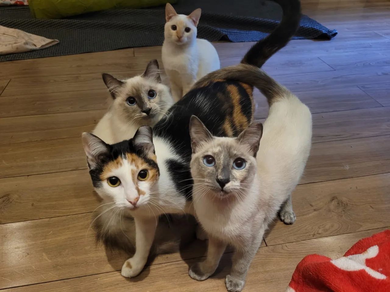 Gatos para adoção - São Paulo Zona Norte - Castrados e Vacinados