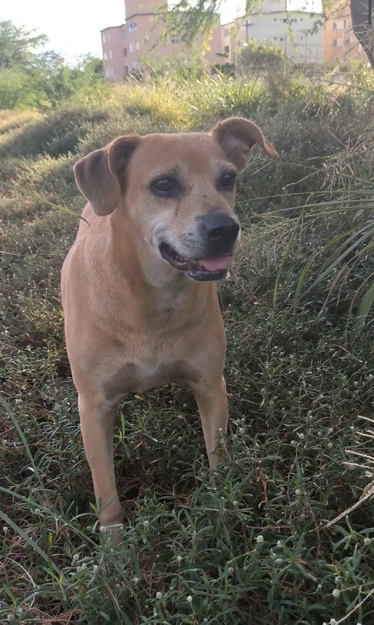 Cãozinho Adorável para Adoção