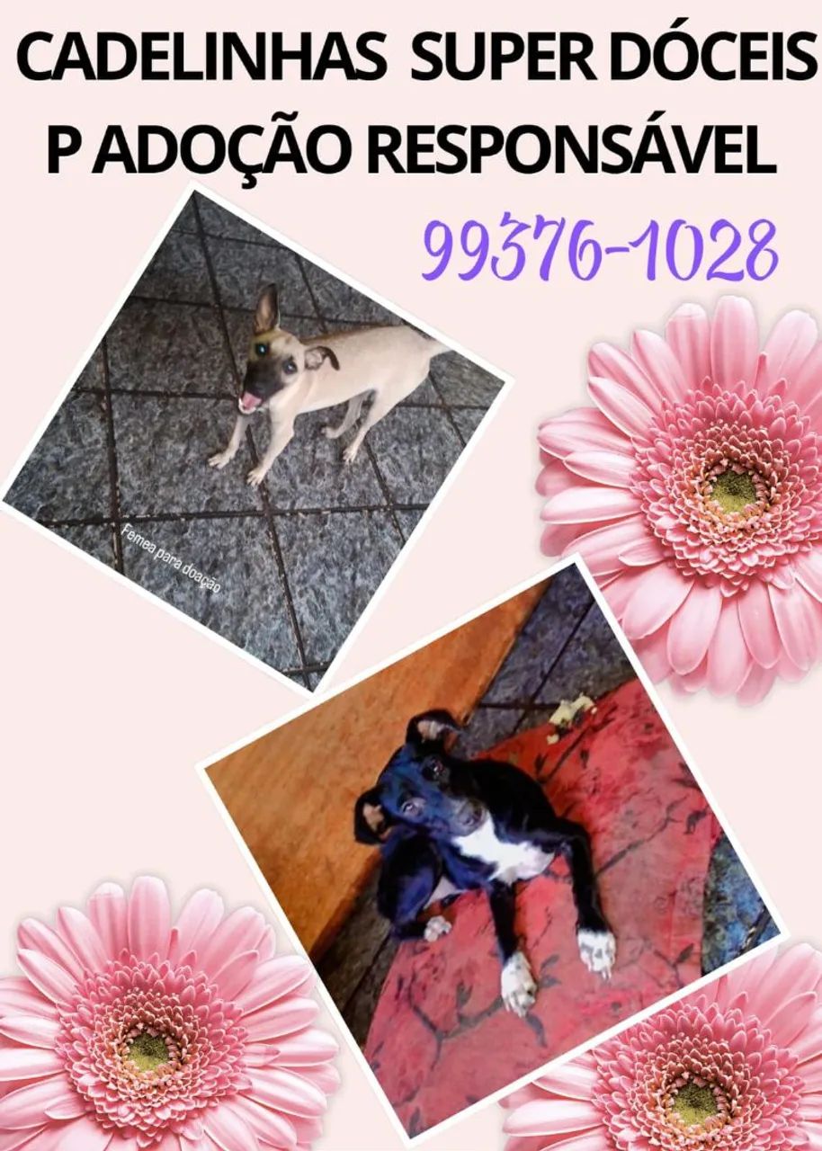 Cadelas adultas porte médio castradas super dóceis - Foto 2