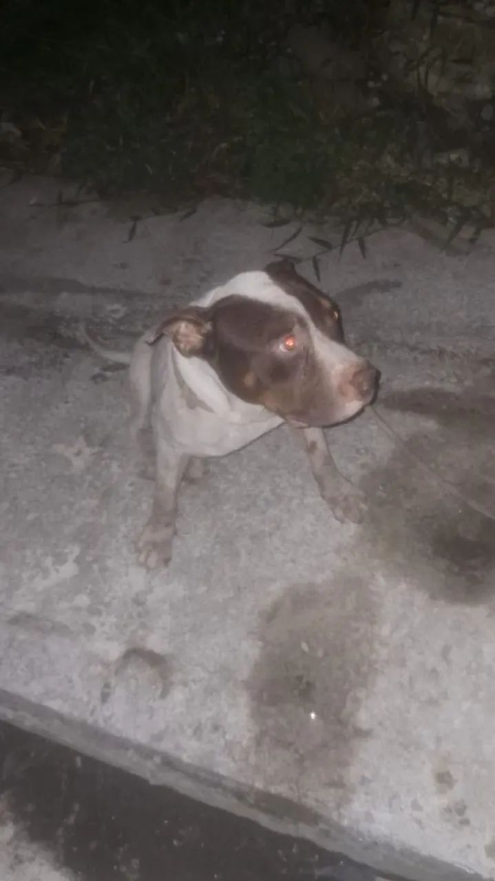 Pitbul doação 