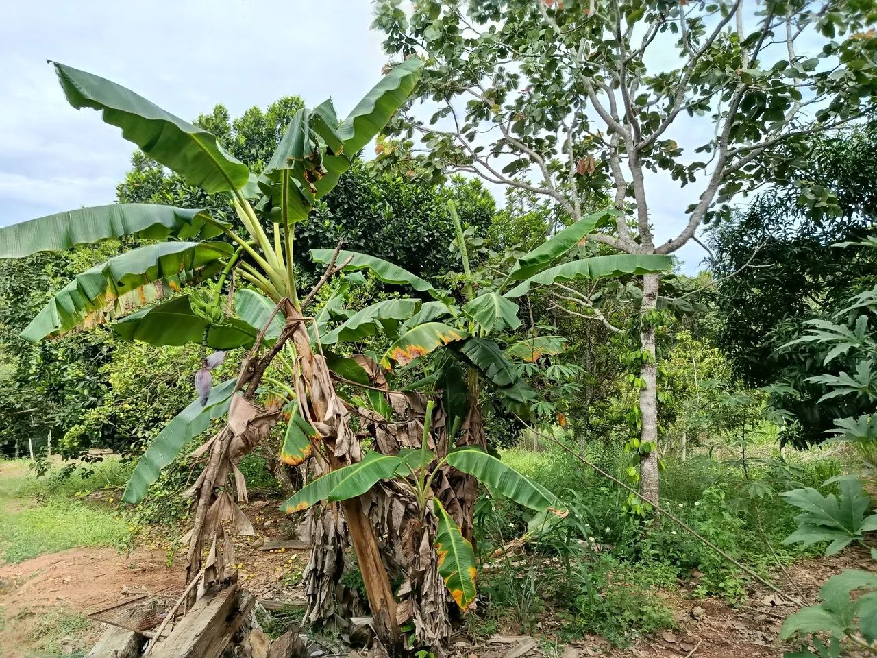 Chácara 3.000 M2, Casa, Rio Sozinha, Fazenda Bonsucesso, Formada, Senador Canedo - Foto 9