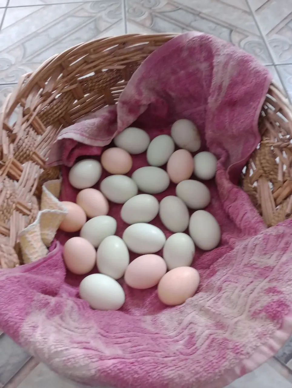 Vende Galinha Sertaneja Balão (GSB) - Foto 5