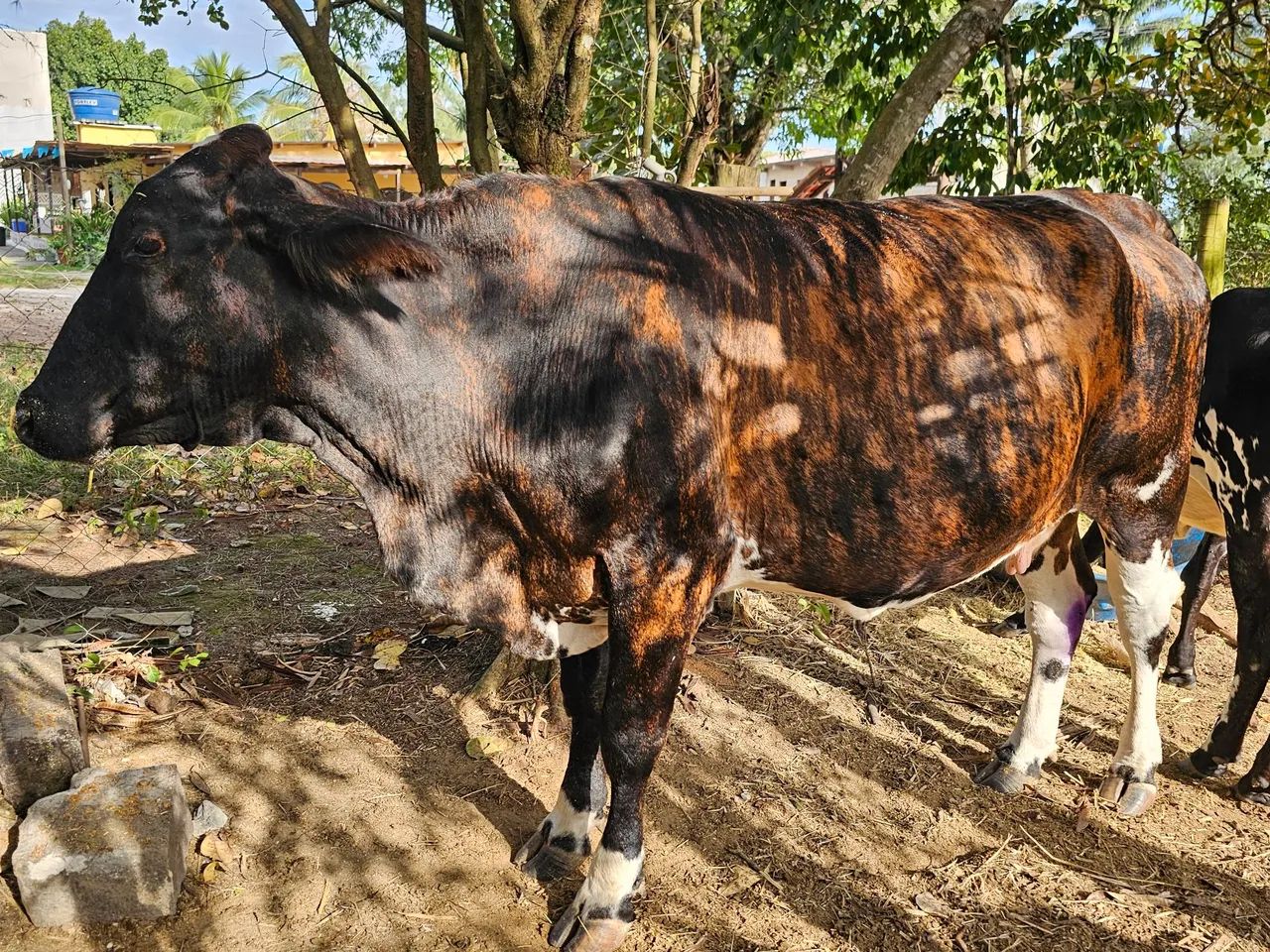 Vendo vacas ?  - Foto 5