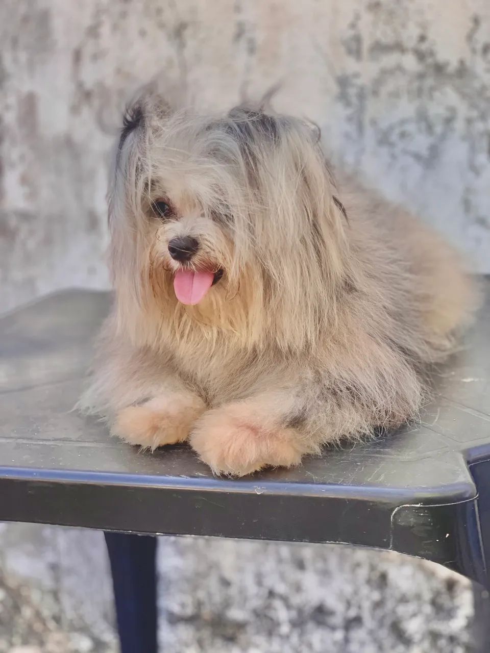 Lulu x Shihtzu 
