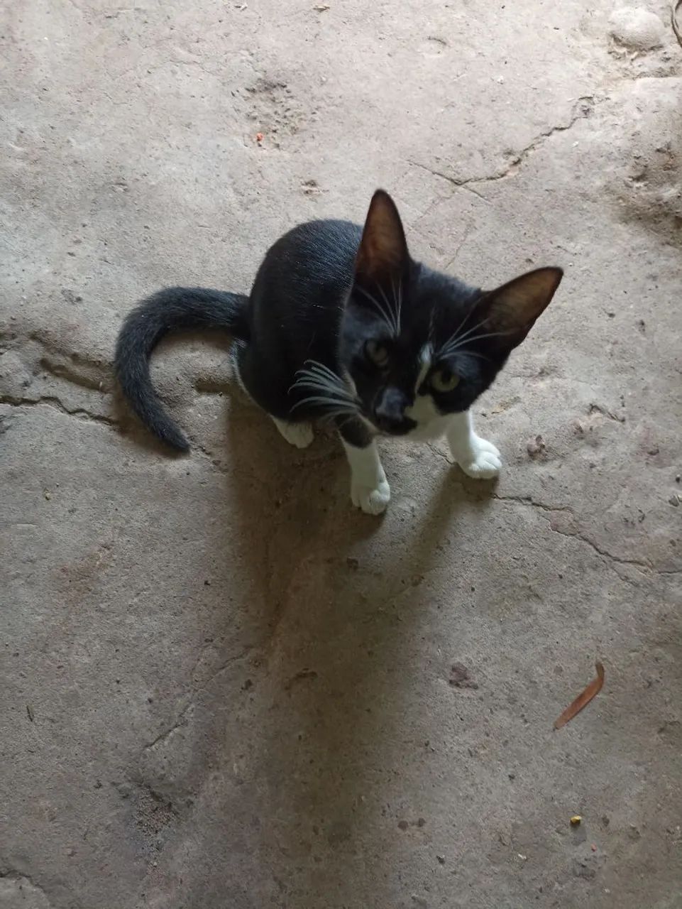 Gata pra adoção  - Foto 3