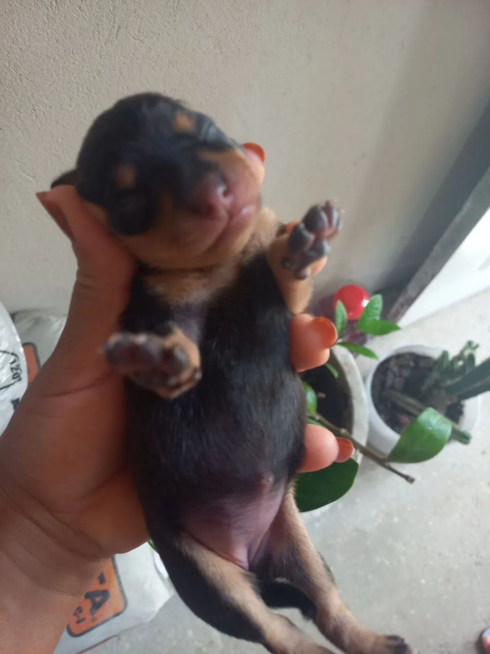  Cachorros  - Foto 4