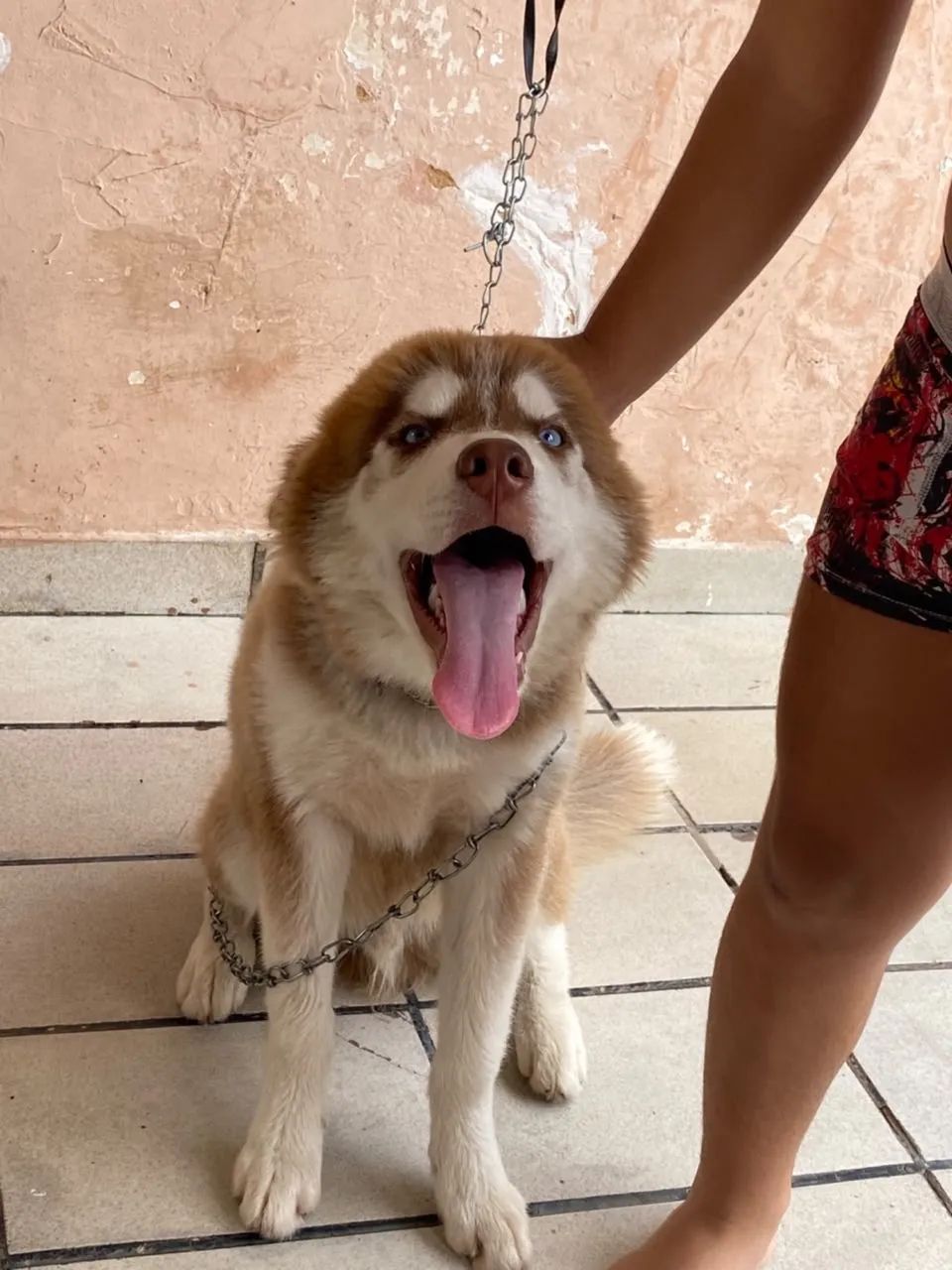 Filhote Husky Siberiano - Foto 3
