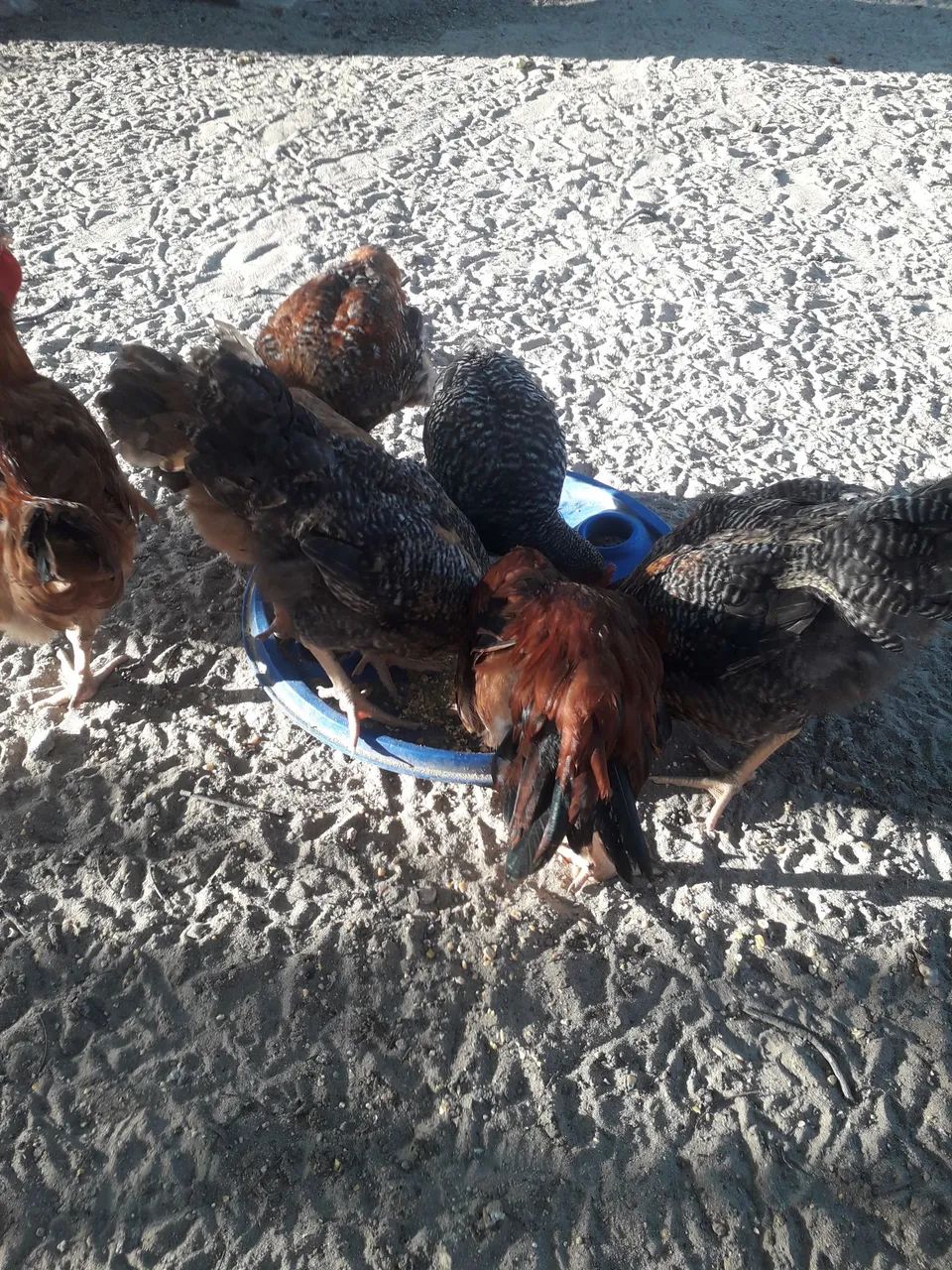21 frango caipiras  - Foto 4