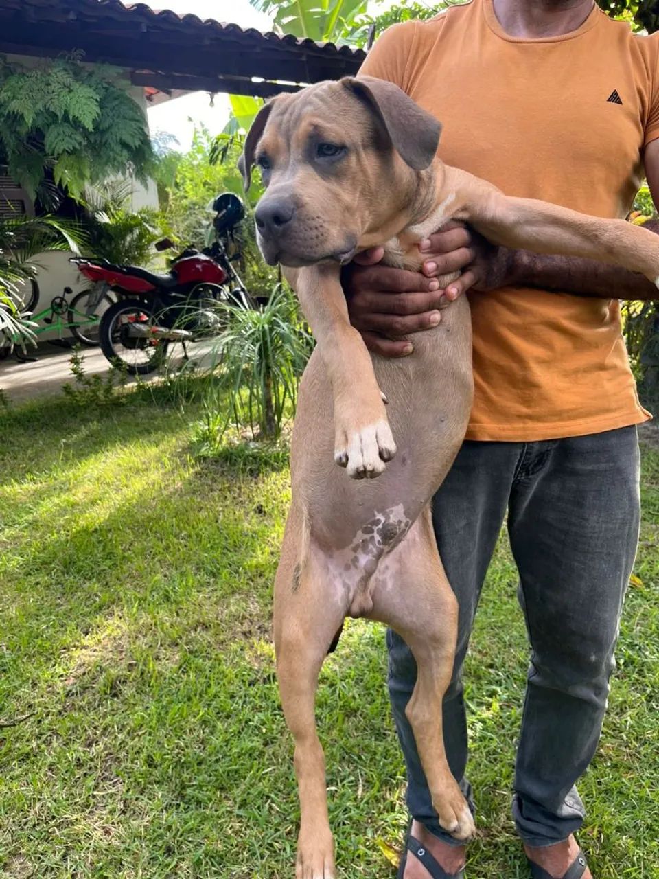 Pet Pitbull Monster com American Bully  - Foto 2