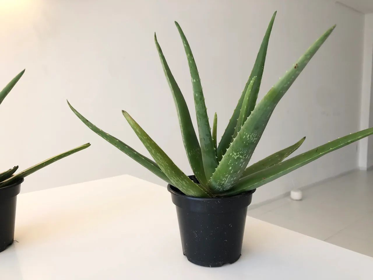 Planta babosa  - Foto 5