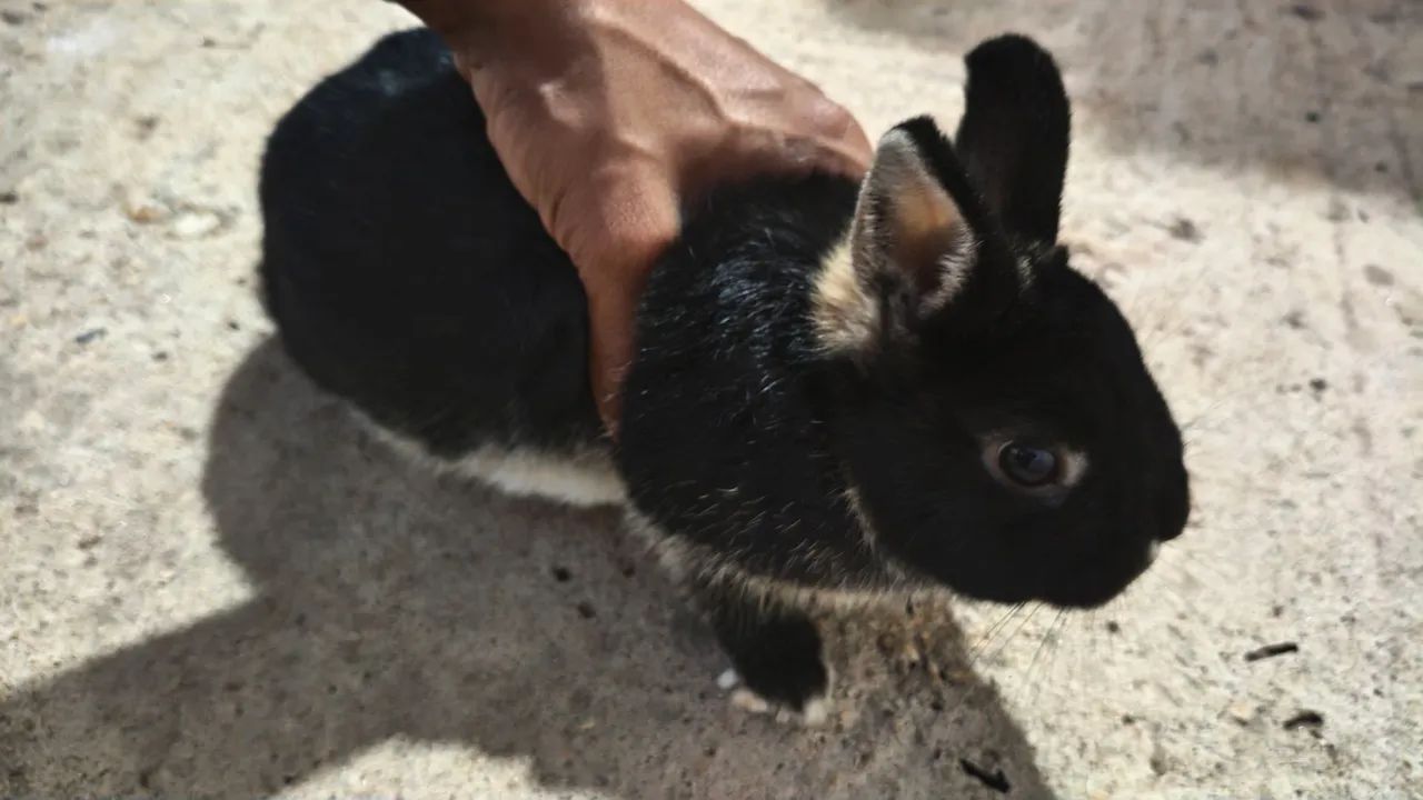 Vende-se coelho macho, de cor preto e branco. - Foto 3