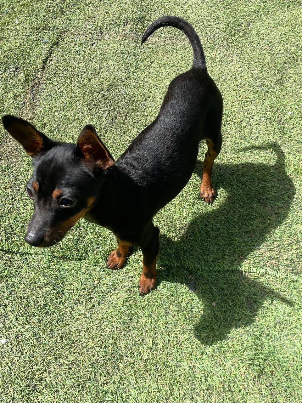 Pinscher n1  - Foto 4