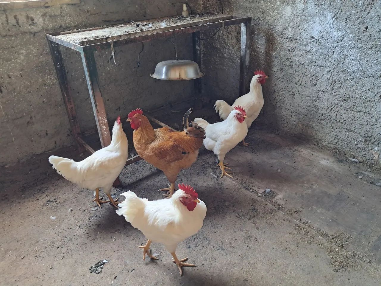 Frango  - Foto 3