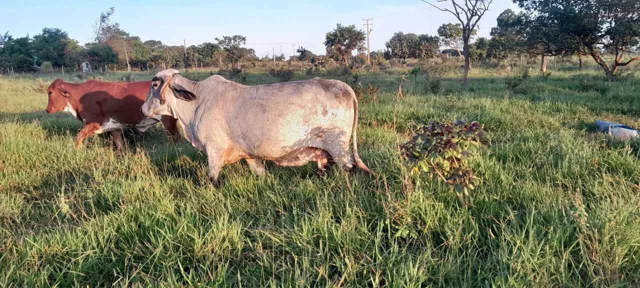 Novilhas e vacas leiteiras 