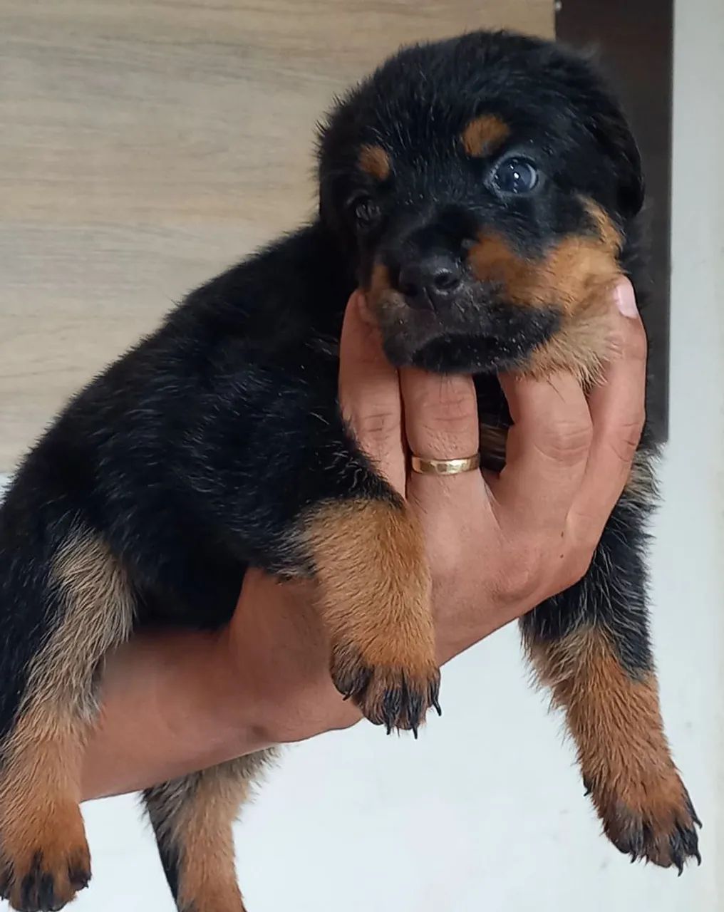 Rottweiler  - Foto 4