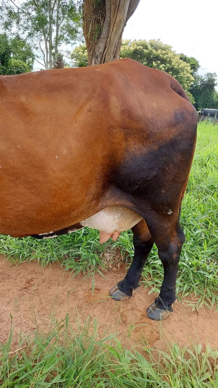 VENDE-SE VACA GIROLANDO ? - Foto 3