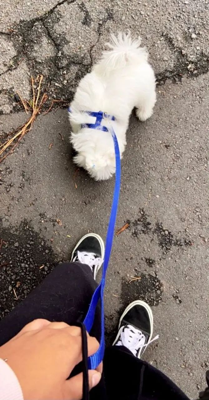 Passeio com cachorros SP