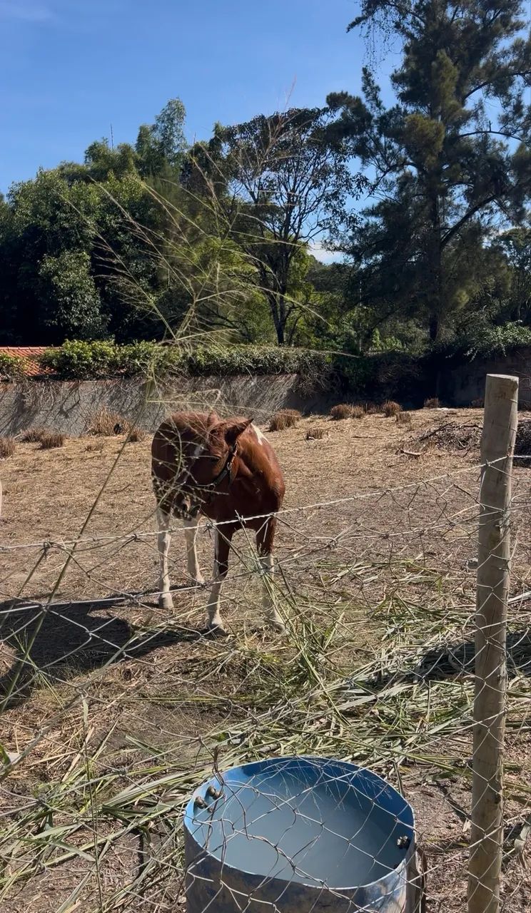 Cavalo 