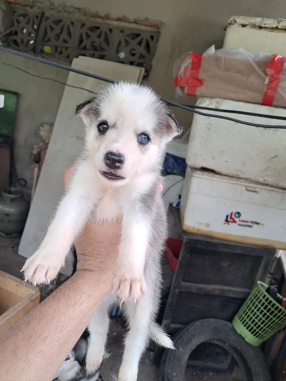 Husky siberiano 