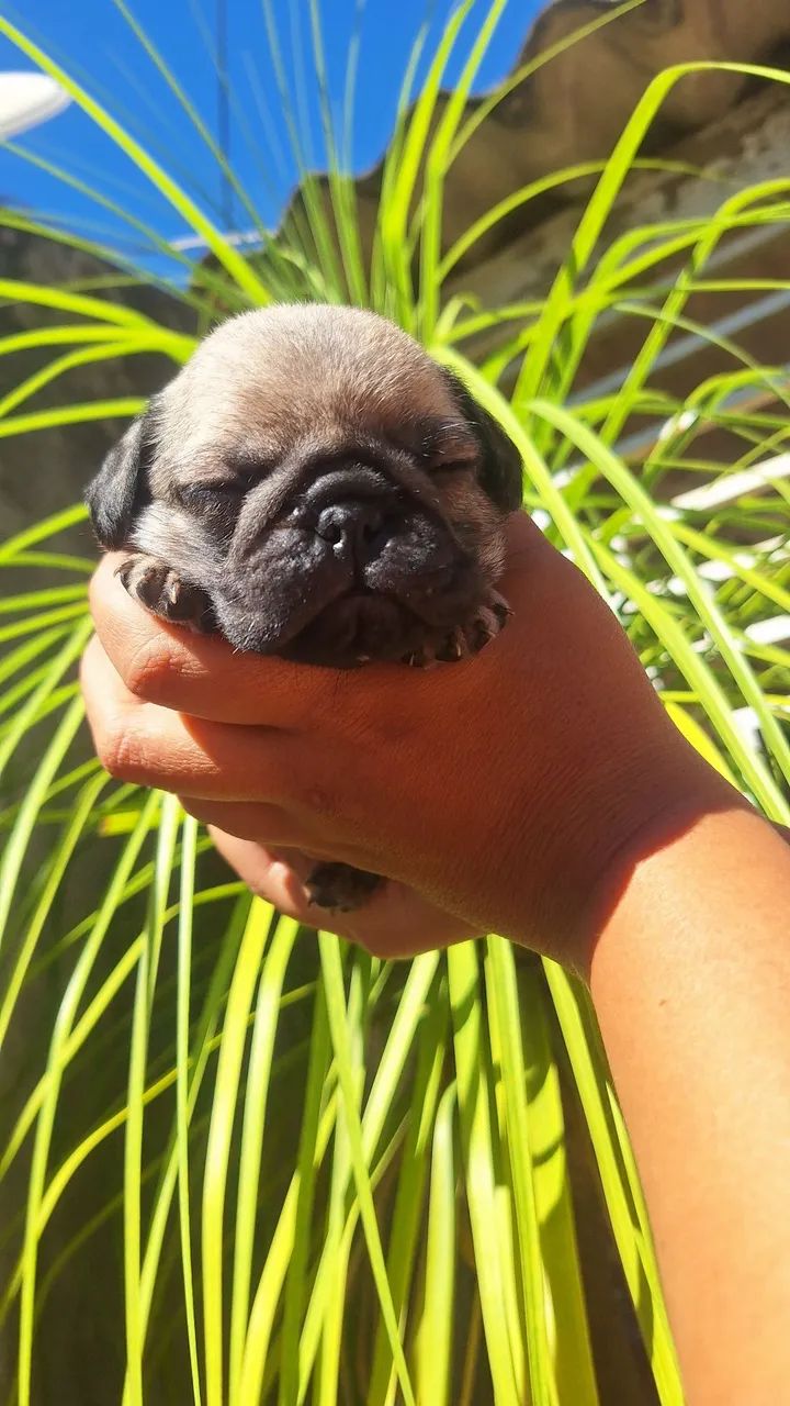 Filhotes de pug - Foto 4