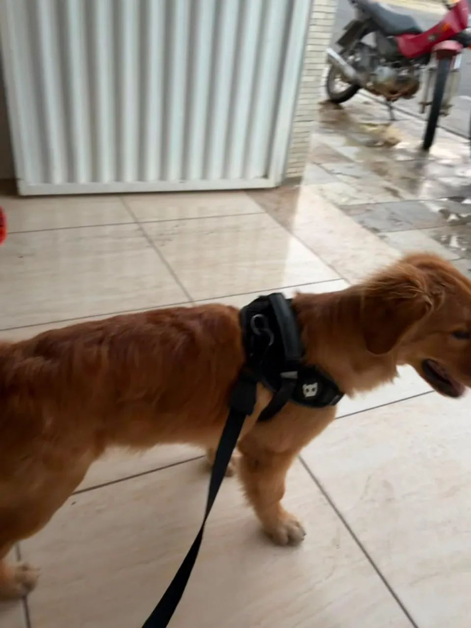Golden retriever macho - Foto 3