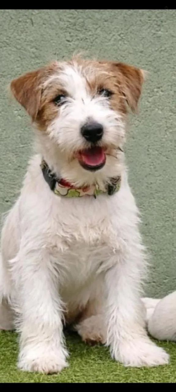 Jack Russell terrier com Pedigree porte pequeno   - Foto 4