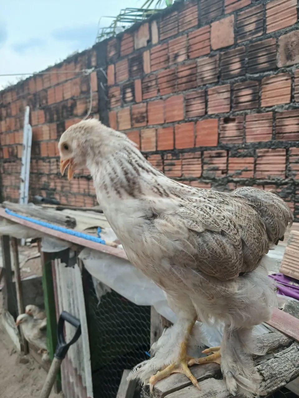 Brahma - Foto 5