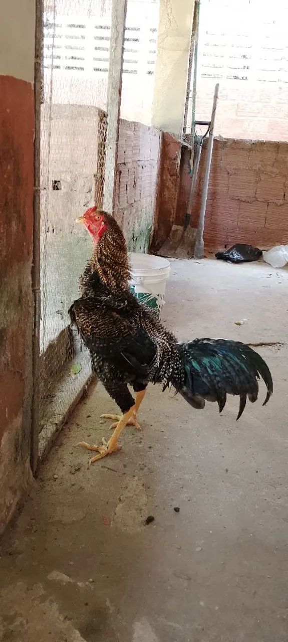 Frango Pedrez  - Foto 2