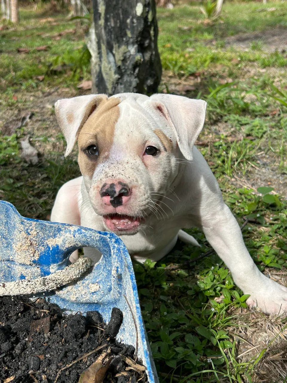 Pitbul fêmea  - Foto 3